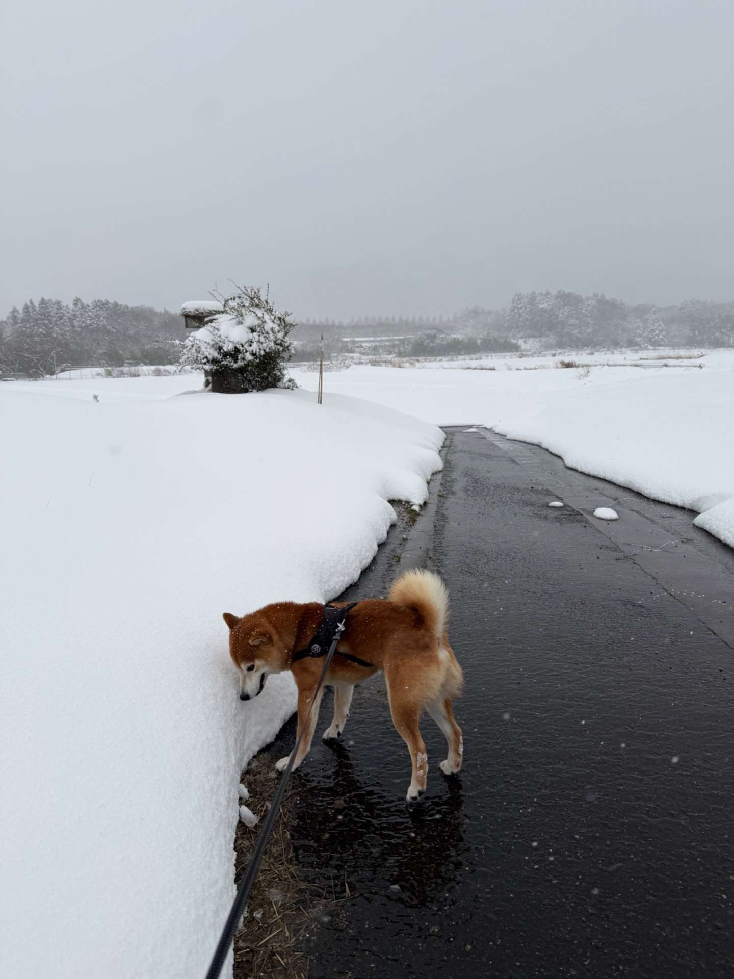 今日も茶々丸と歩きながら、正解のない答えを考える