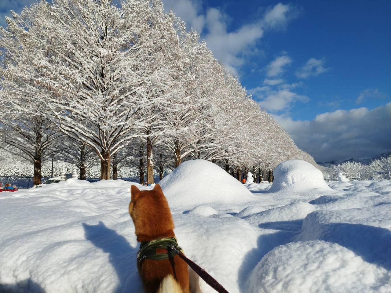 メタセコイア並木の見頃と周辺の過ごし方完全ガイド