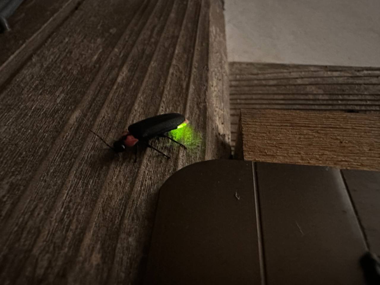 6月だけの滋賀・マキノ旅