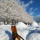 メタセコイア並木の見頃と周辺の過ごし方完全ガイド