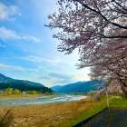 琵琶湖周辺の春旅行｜子どもと楽しめる桜スポットと宿の選び方
