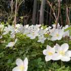 林の裾にイチリンソウが咲いていました