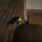 6月だけの滋賀・マキノ旅